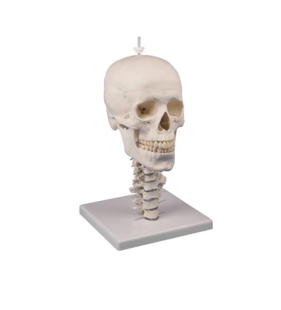 Schädelmodell 3 - teilig mit flexibler Halswirbelsäule – Anatomiemodell mit beweglichem Kiefer & Magnetverbindung - Erler - Zimmer